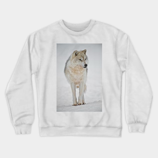 Arctic Wolf Crewneck Sweatshirt by jaydee1400